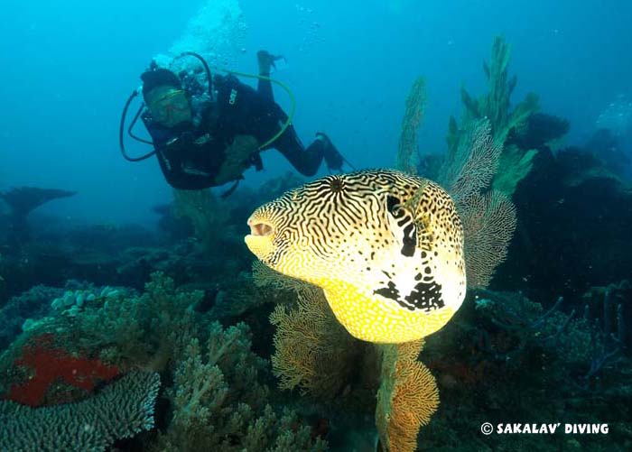 photo and video diving courses Madagascar